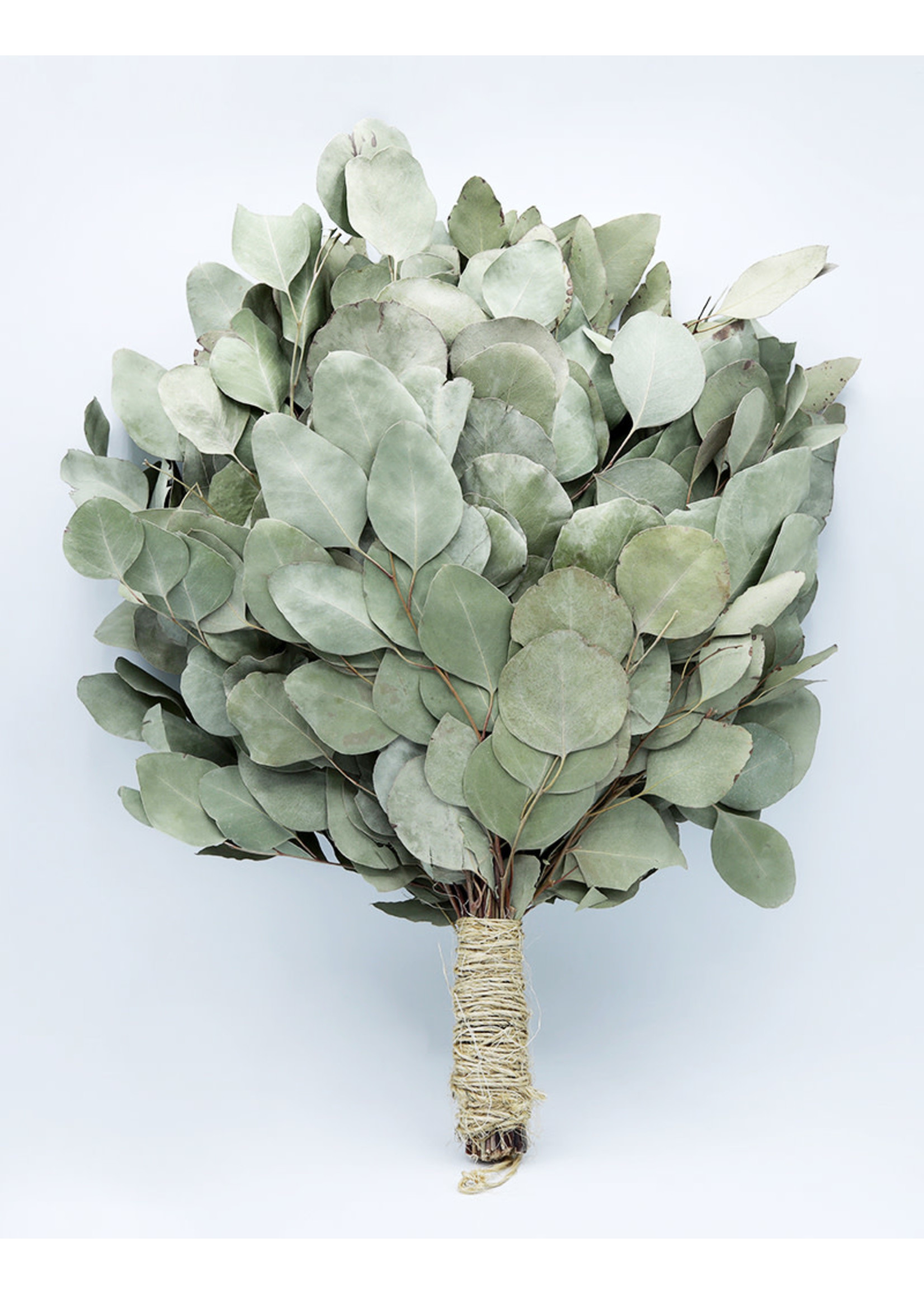 Venik for Banya (Eucalyptus)