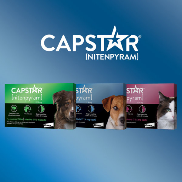capstar flea killer for dogs