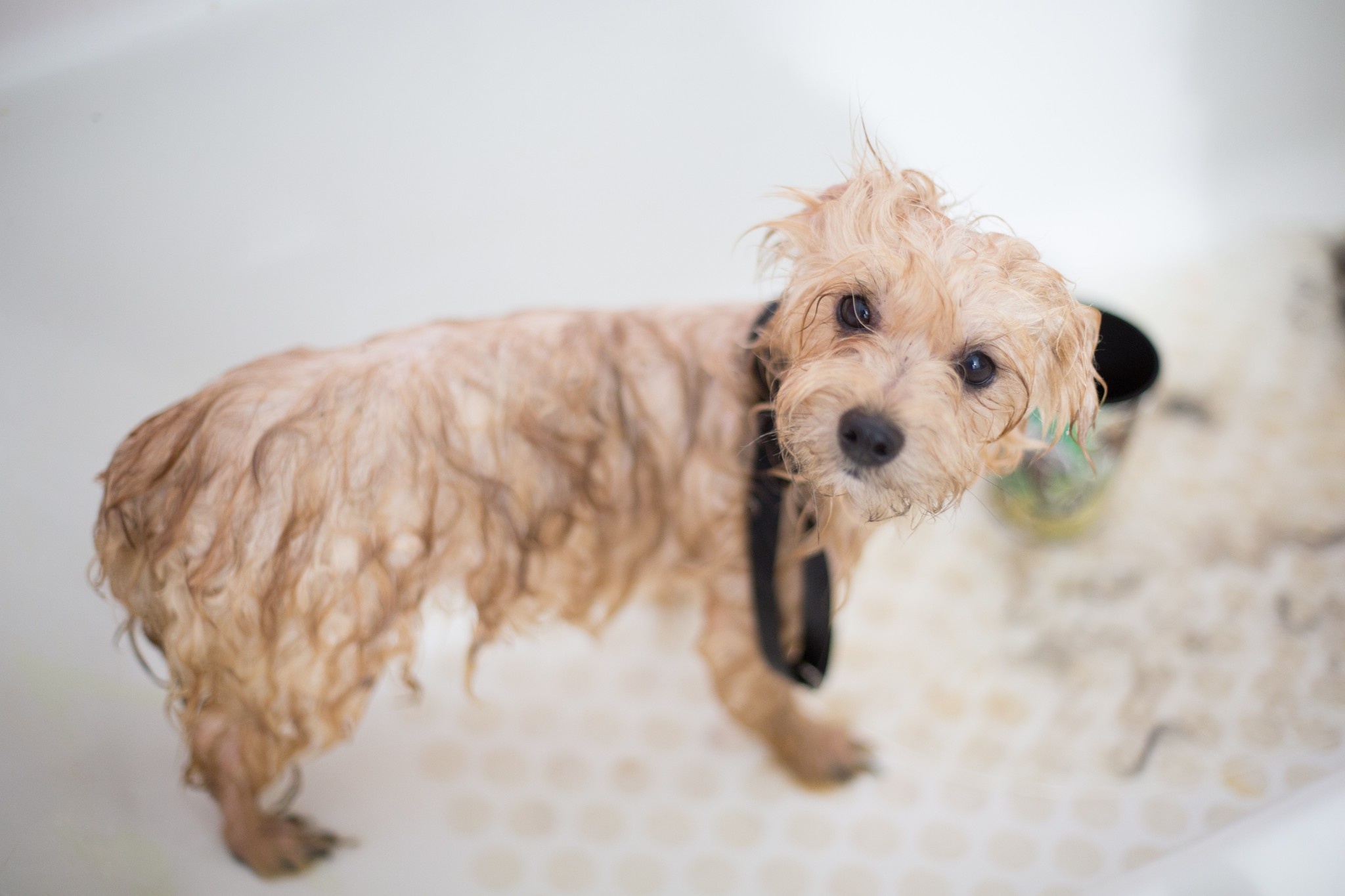 WHY YOU SHOULD BATHE YOUR PET