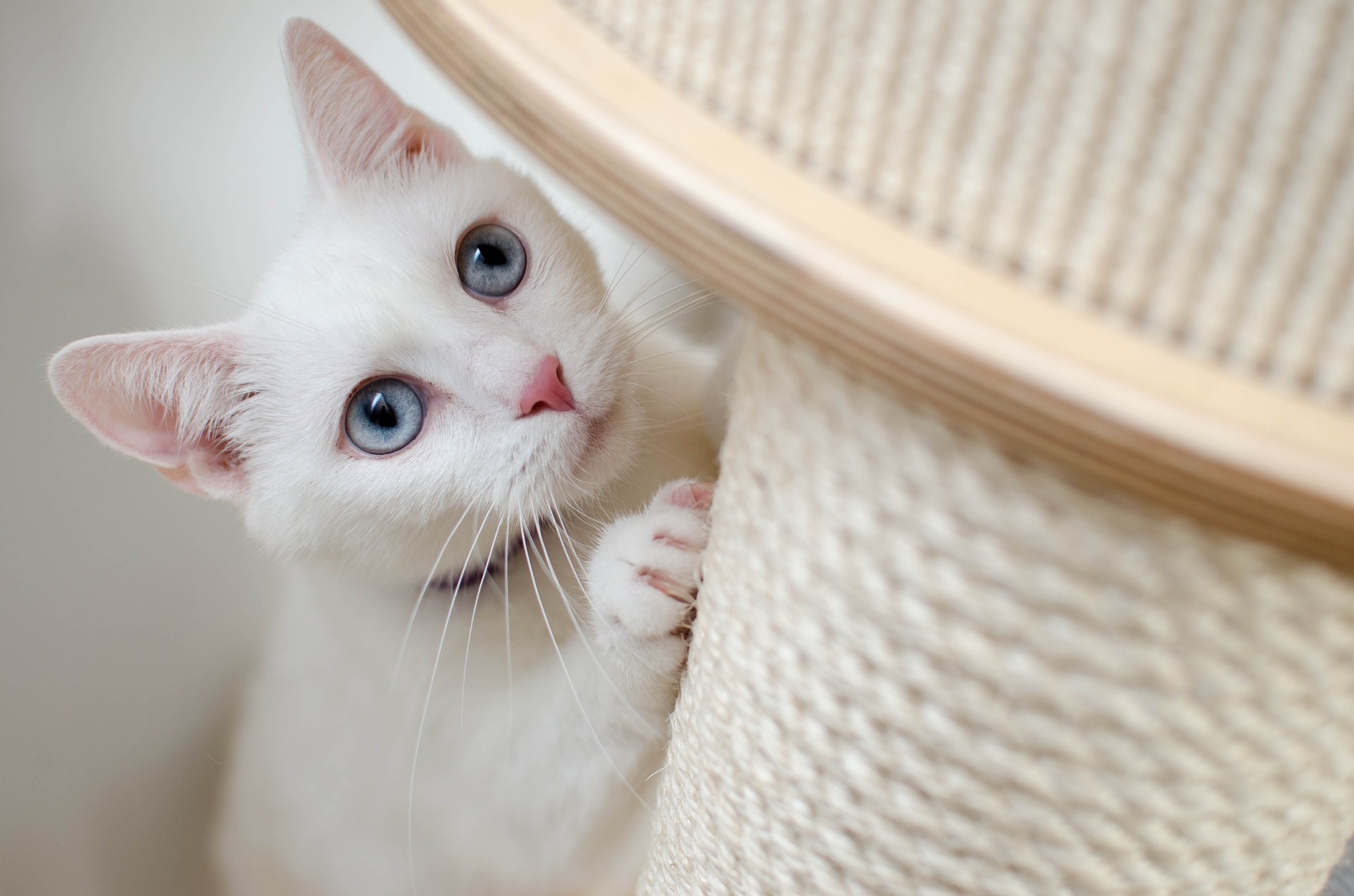 ADVICE FOR FLEA PREVENTION THIS SEASON