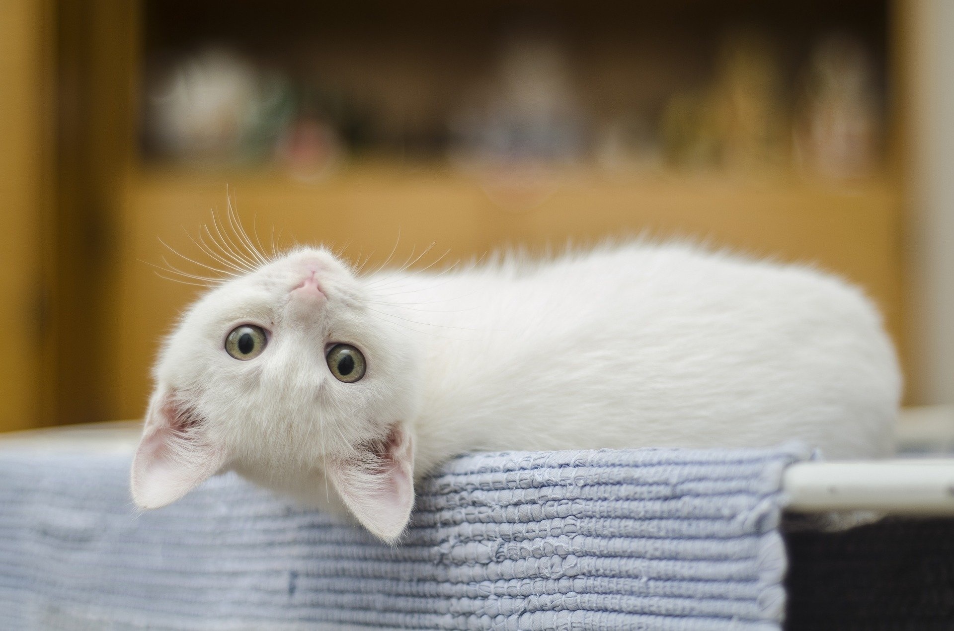 MEET CUTE: INTRODUCING A NEW CAT TO THE FAMILY