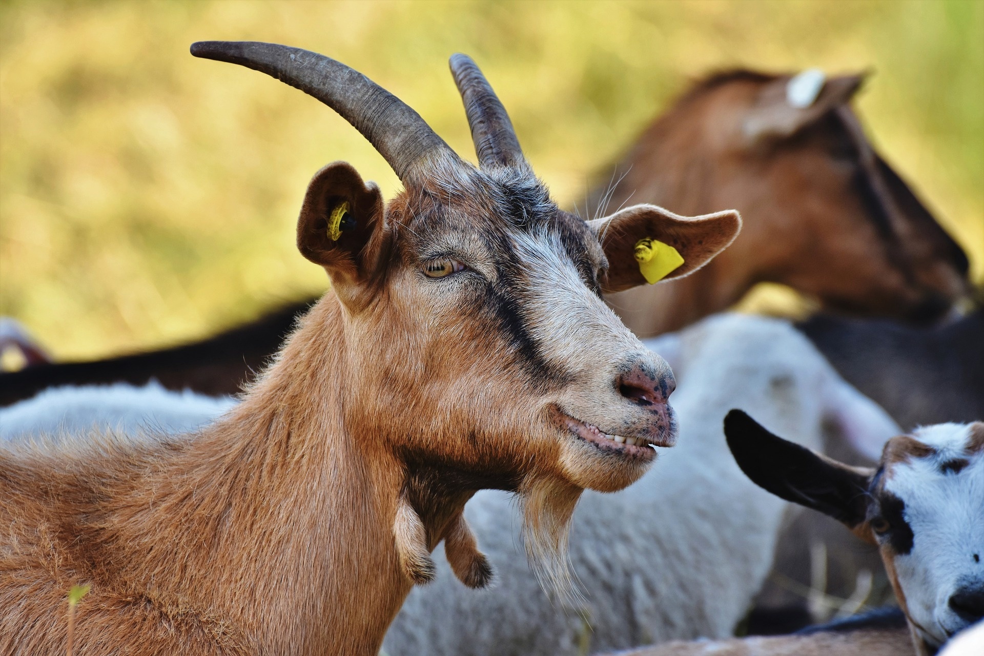 IS GOAT'S MILK A HEALTHY TREAT FOR CATS AND DOGS?
