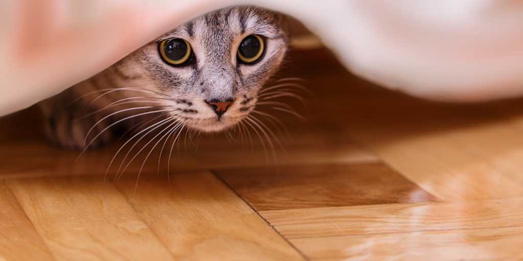 FOLLOW THESE STEPS IF YOUR PET HAS AN ANXIETY PROBLEM