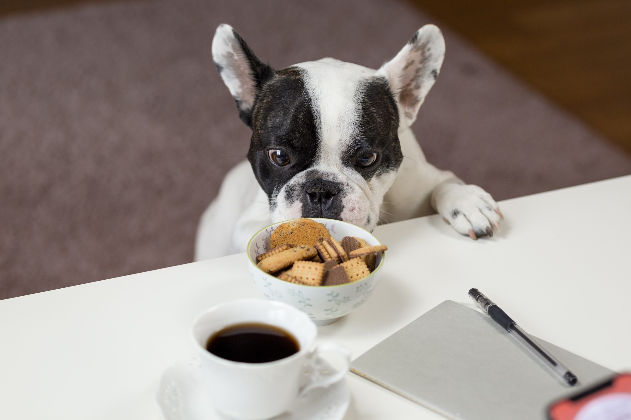 Weighing in on Grain vs. Grain Free Dog Food