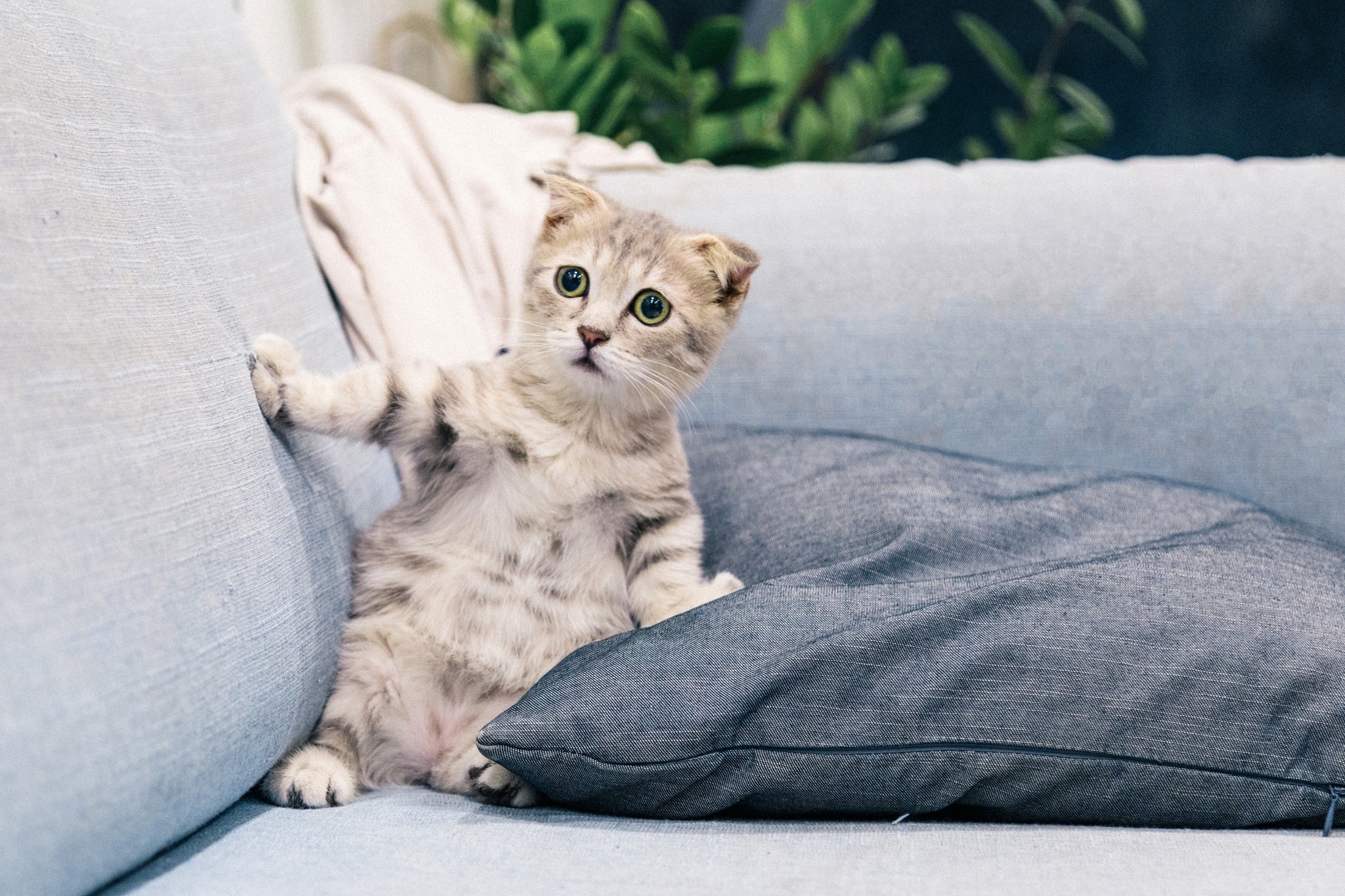Is Cat Boarding Stressful For Cats? The Ultimate Kitty Vacation Guide!