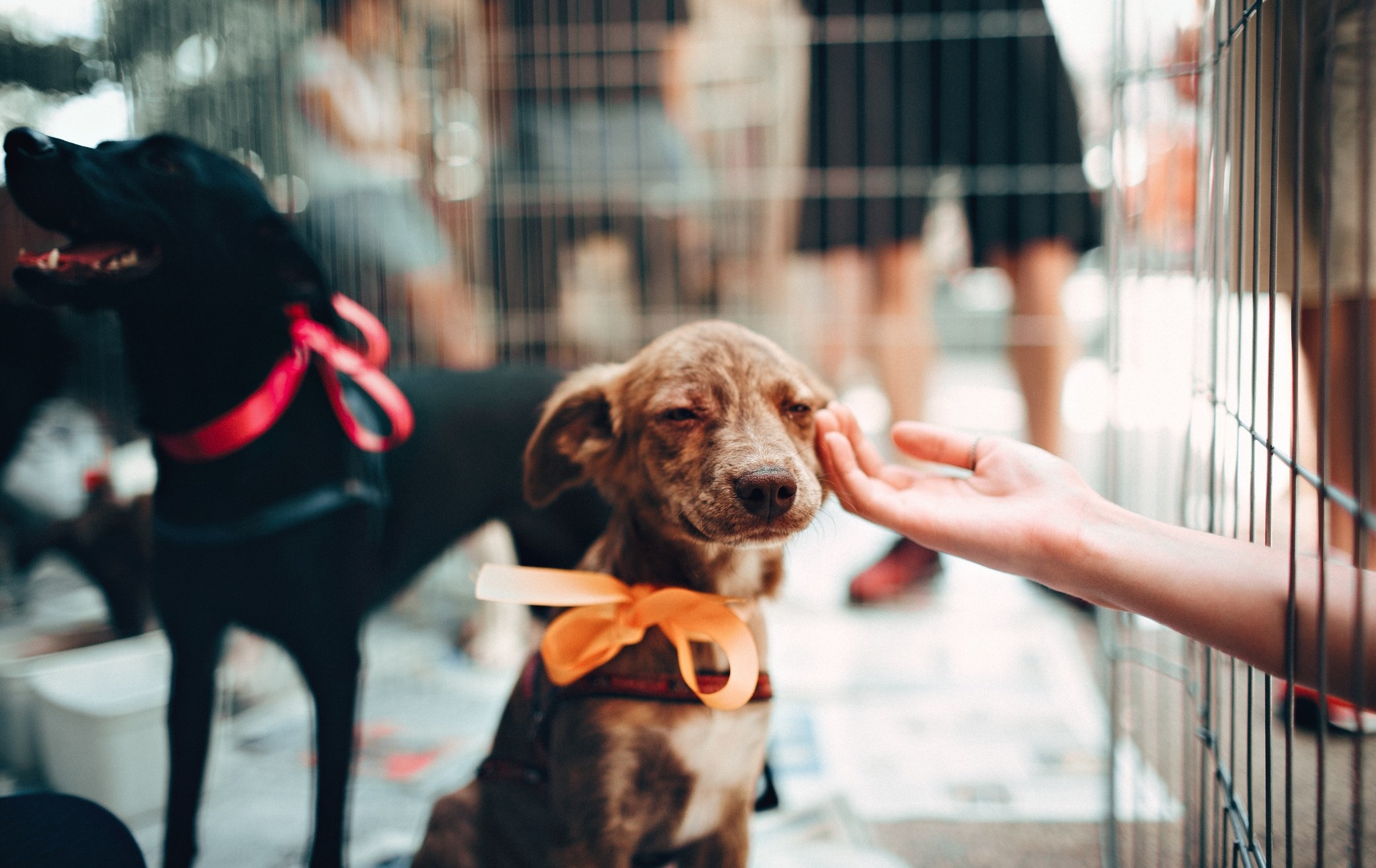 So You Brought Home a New Dog: Now What?