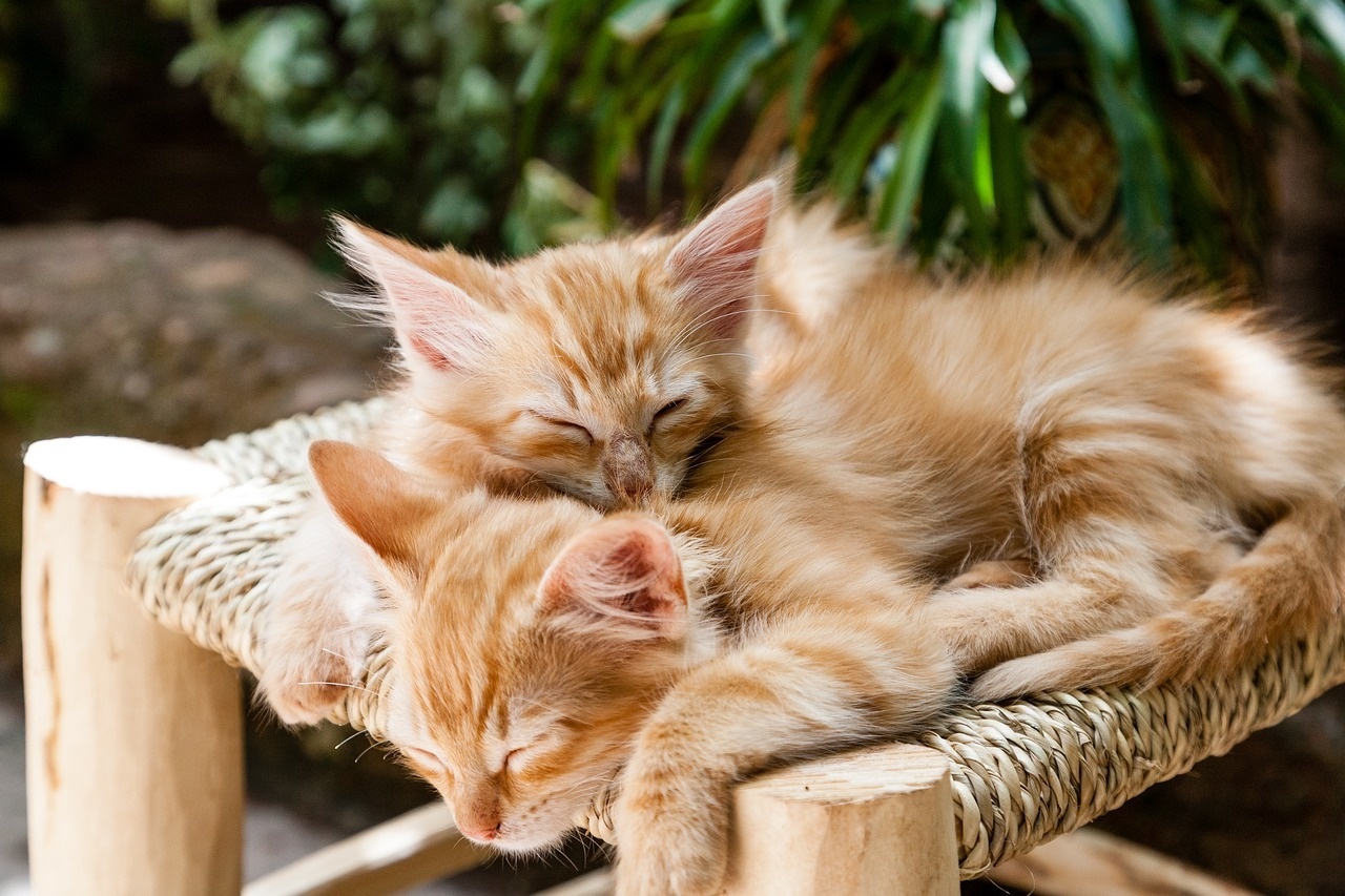 4 Things to Consider When Shopping for the Right Cat Boarding Facility