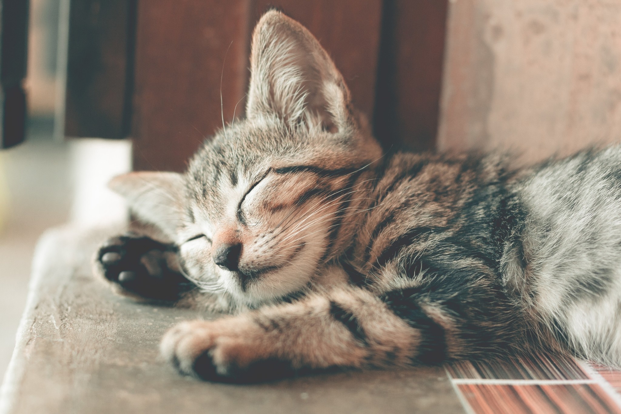 Tips for Keeping Your Cat Relaxed