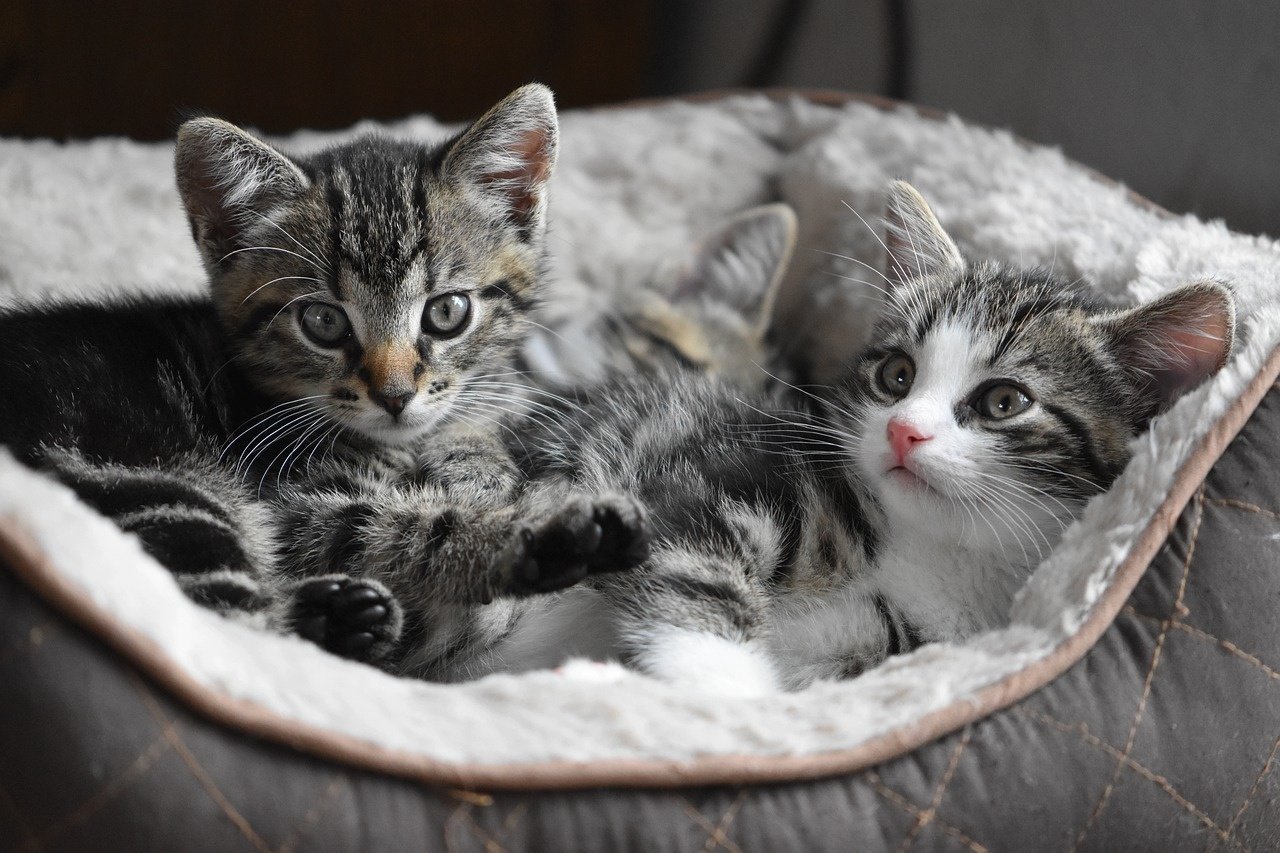 Boarding Your Feline Family: Why Vaccinations Are Essential