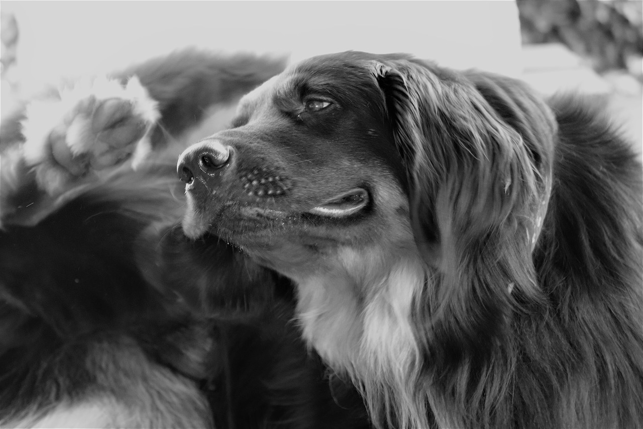 Beat the Flea This Summer with 3 Preventative Tips