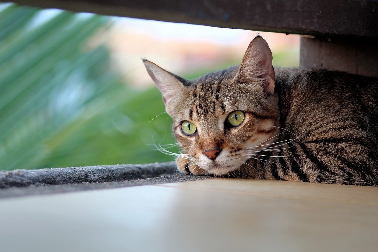 3 Reasons to Feed Your Cat's Inner Beast: The Benefits of a Wet Food Diet