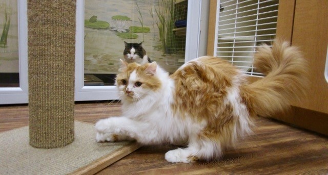 4 Tips for Your Cat's First Boarding Trip