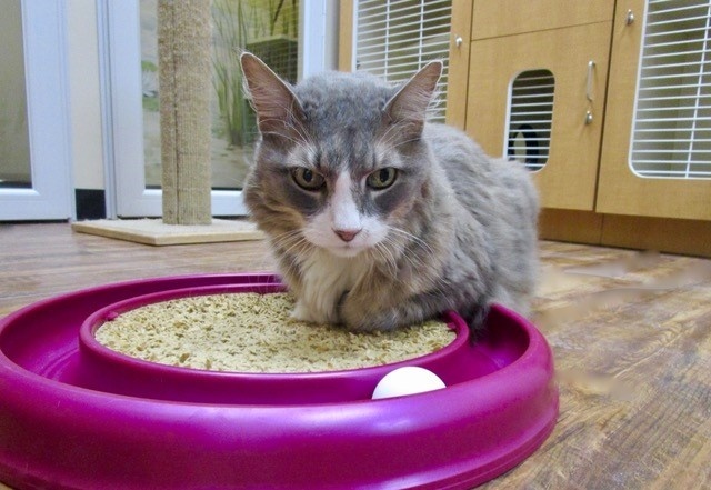 Cat Boarding or Cat Sitting: Which is Right for You?