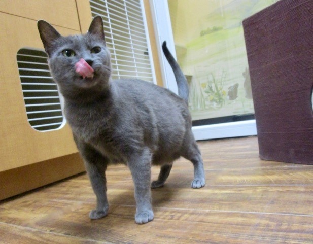 Top 3 Tips for Finding the Best Cat Boarding Facility