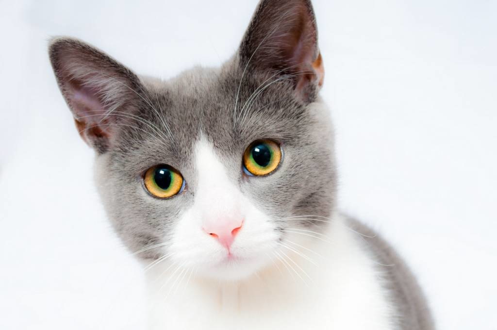 Transitioning Your Cat's Food with Cat Treats