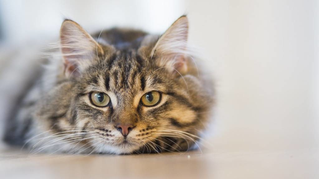 Cat Treats - Good Or Bad?