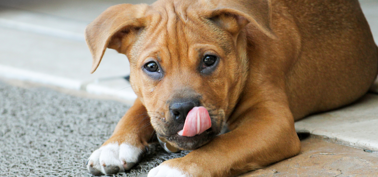 Reasons Your Dog Licks Excessively – And What to Do About It