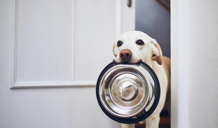 Is It Harmful to Allow Animals of Different Species to Share the Same Water Bowl?