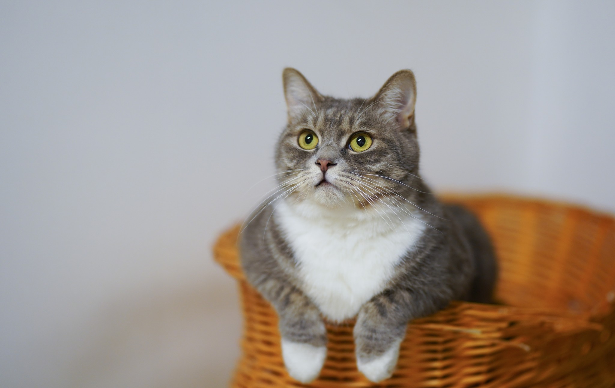 Stay Merry and Bright with Holiday Cat Boarding