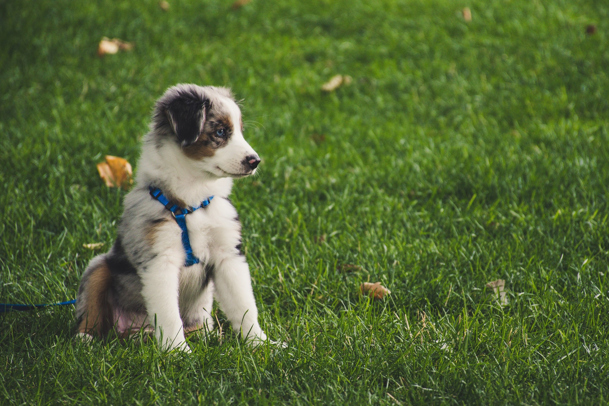 The New Puppy Checklist
