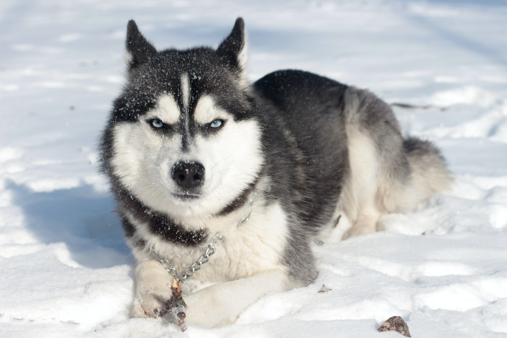 Cold Weather Safety for Pets