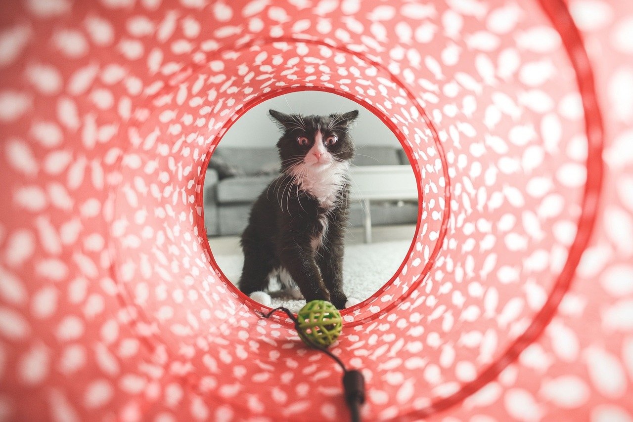 The Pet Parents' Guide to Finding the Best Pet Supplies