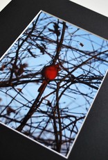 Daria Percy Matted “Cardinal” 5x7 photograph by Daria Percy