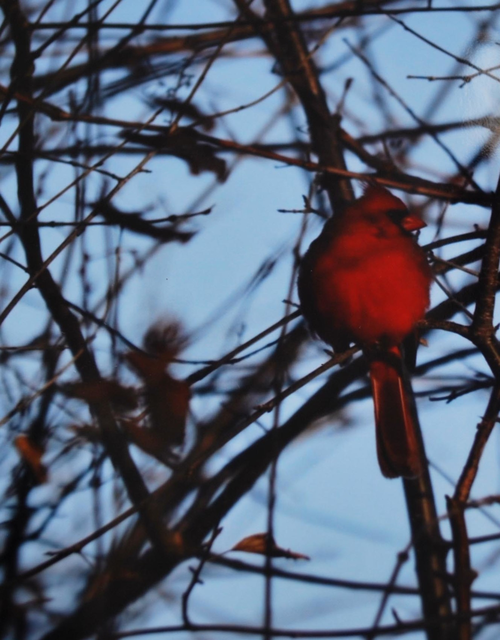 Daria Percy Matted “Cardinal” 5x7 photograph by Daria Percy