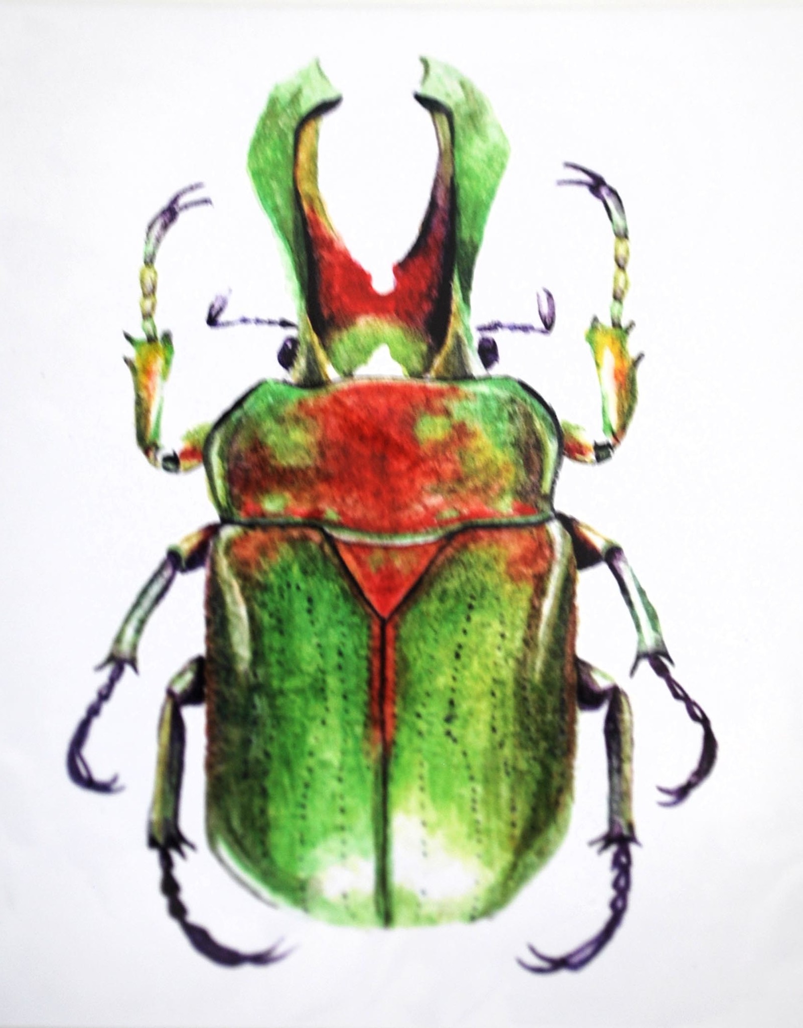 Kirsten Beard Insect Print, 5x7 by Kirsten Beard