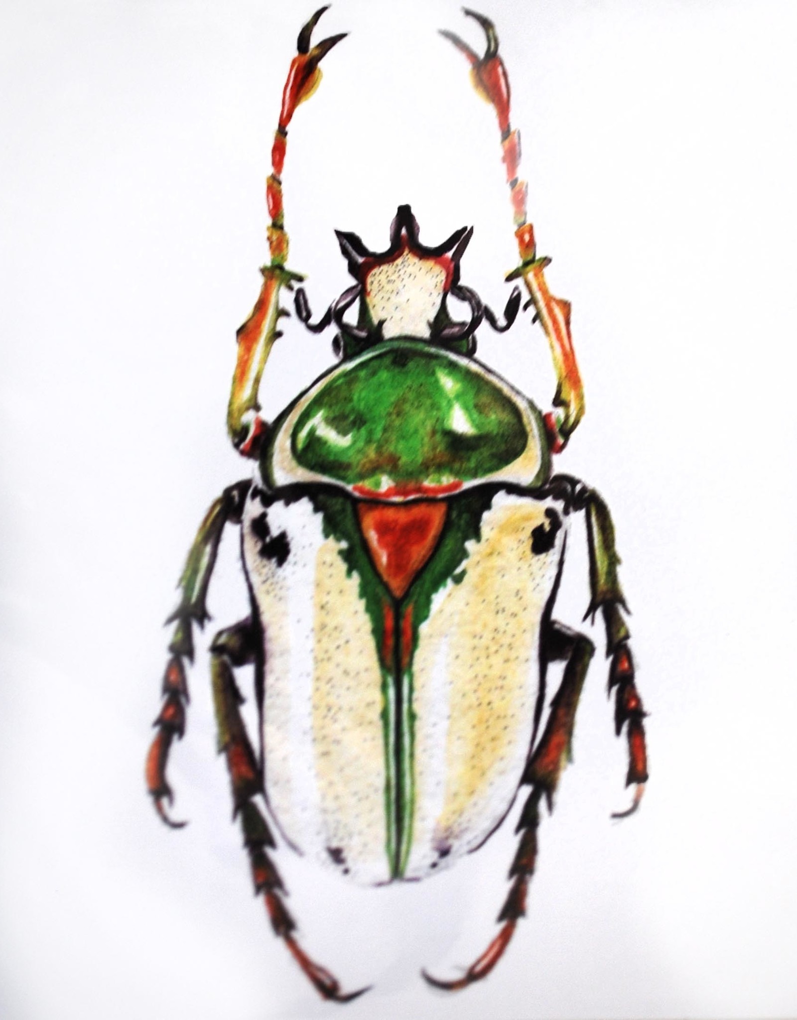 Kirsten Beard Insect Print, 5x7 by Kirsten Beard