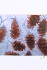 “Picea glauca - Spruce Cones” by Heather Monks (5x7 print, 8x10 mat)