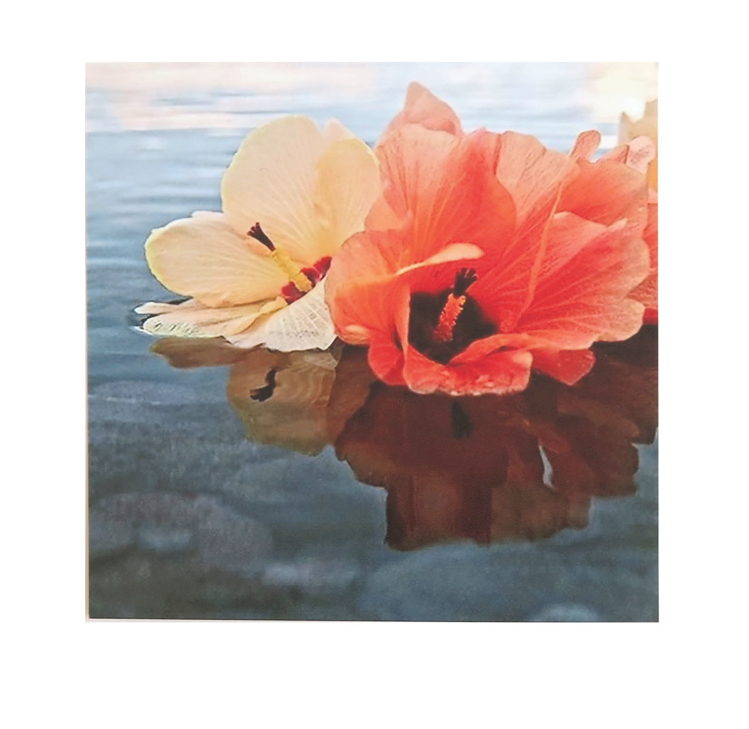 4x4 Tropical Flower Photo #3 by Larissa Rolley - Columbia College