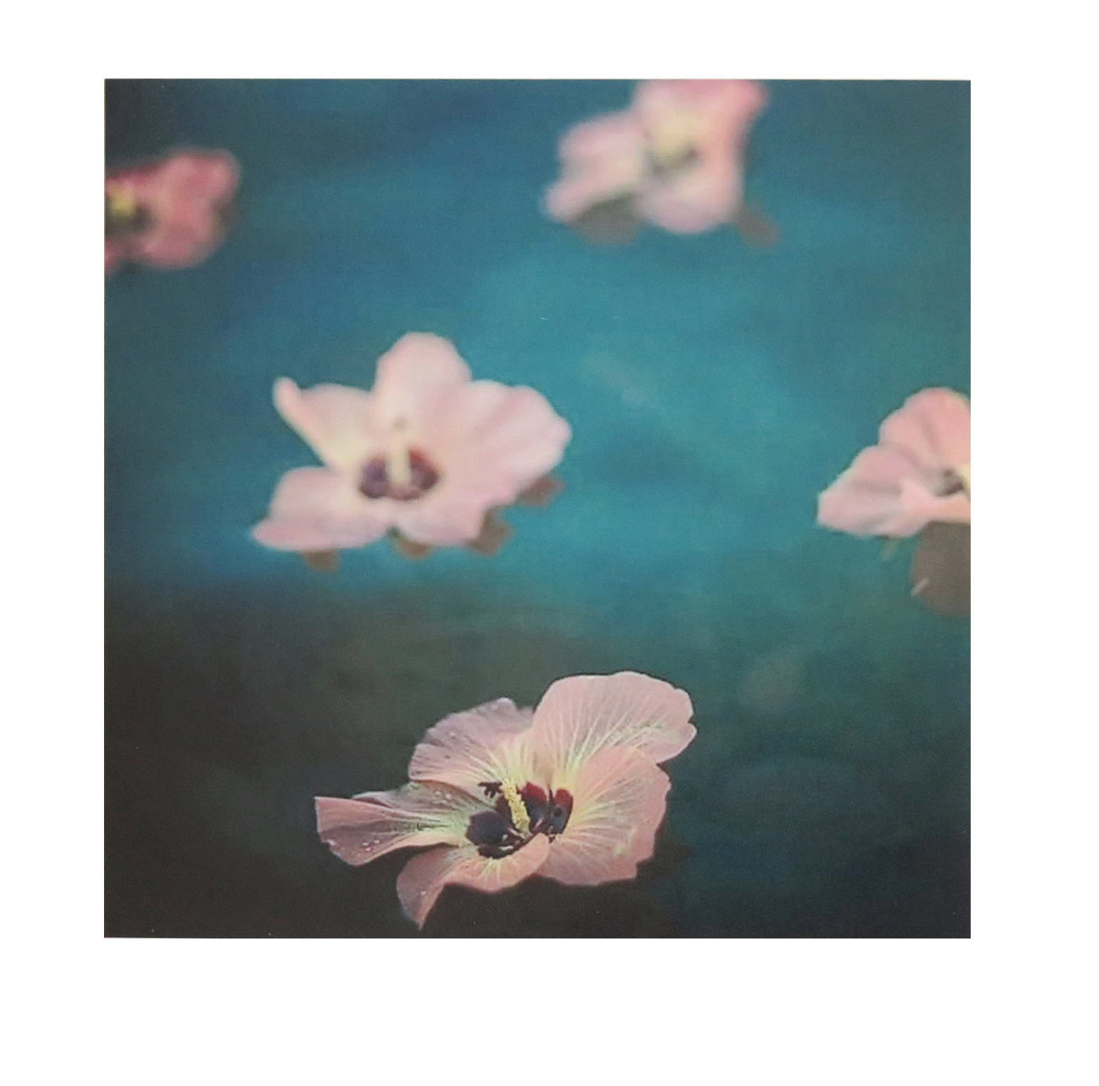 4x4-tropical-flower-photo-2-by
