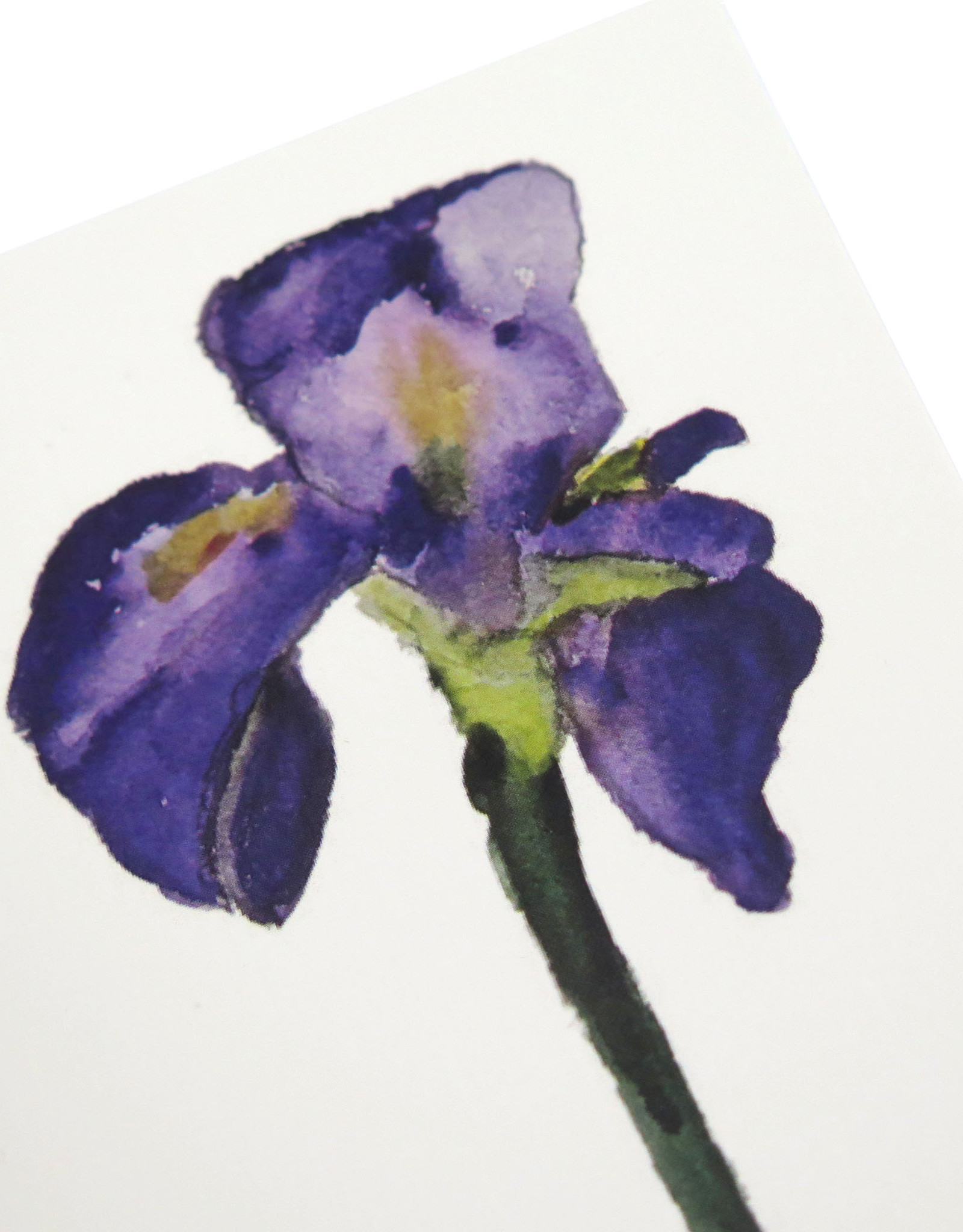 Purple Iris Greeting Card by Michele Williams