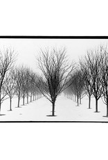 "Trees" silver gelatin print (6.5"x7") by Ben Lurie