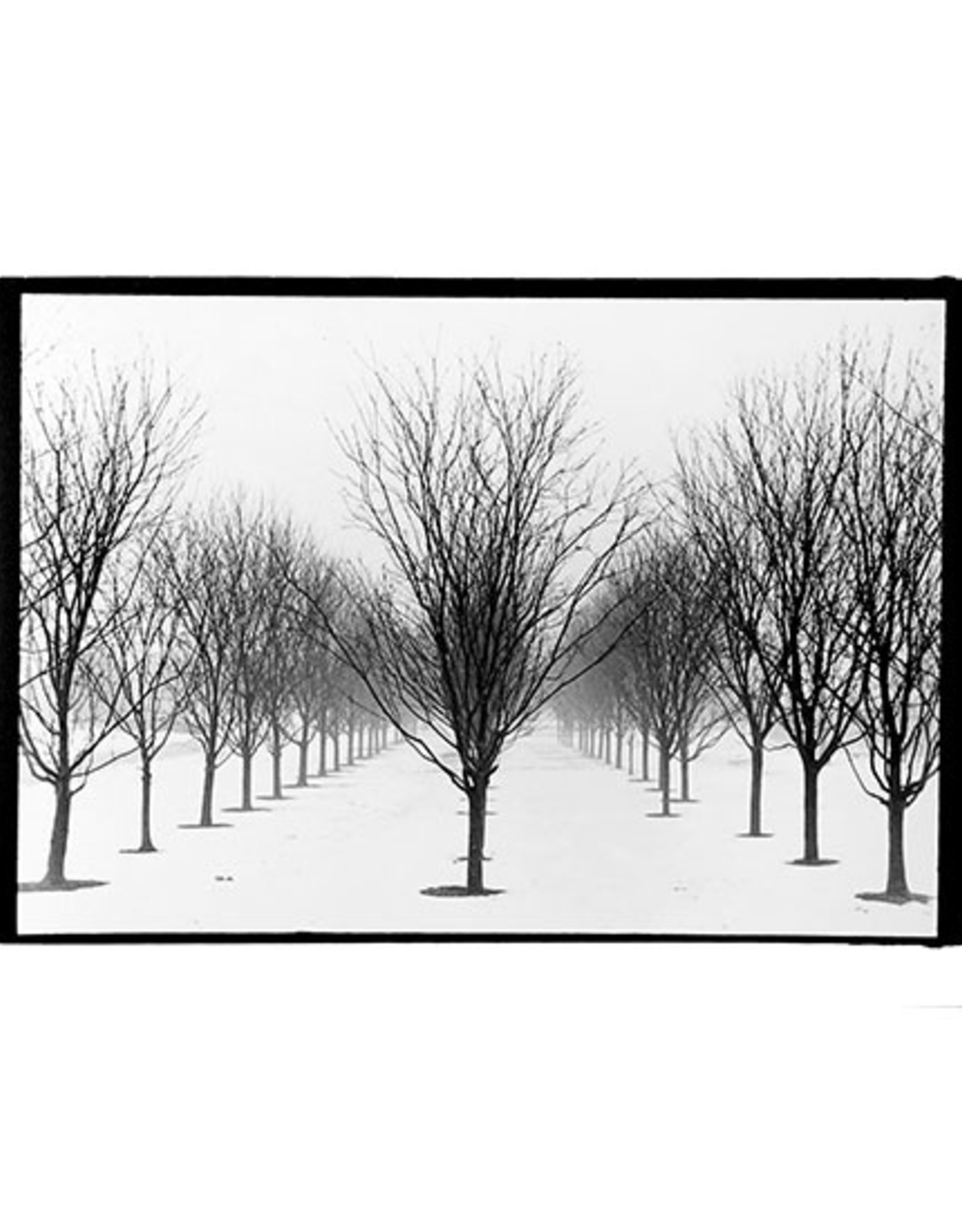 "Trees" silver gelatin print (6.5"x7") by Ben Lurie