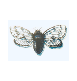 Cicada stickers by Eloise Park