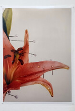 Yearning in Bloom by Mary Jordan
