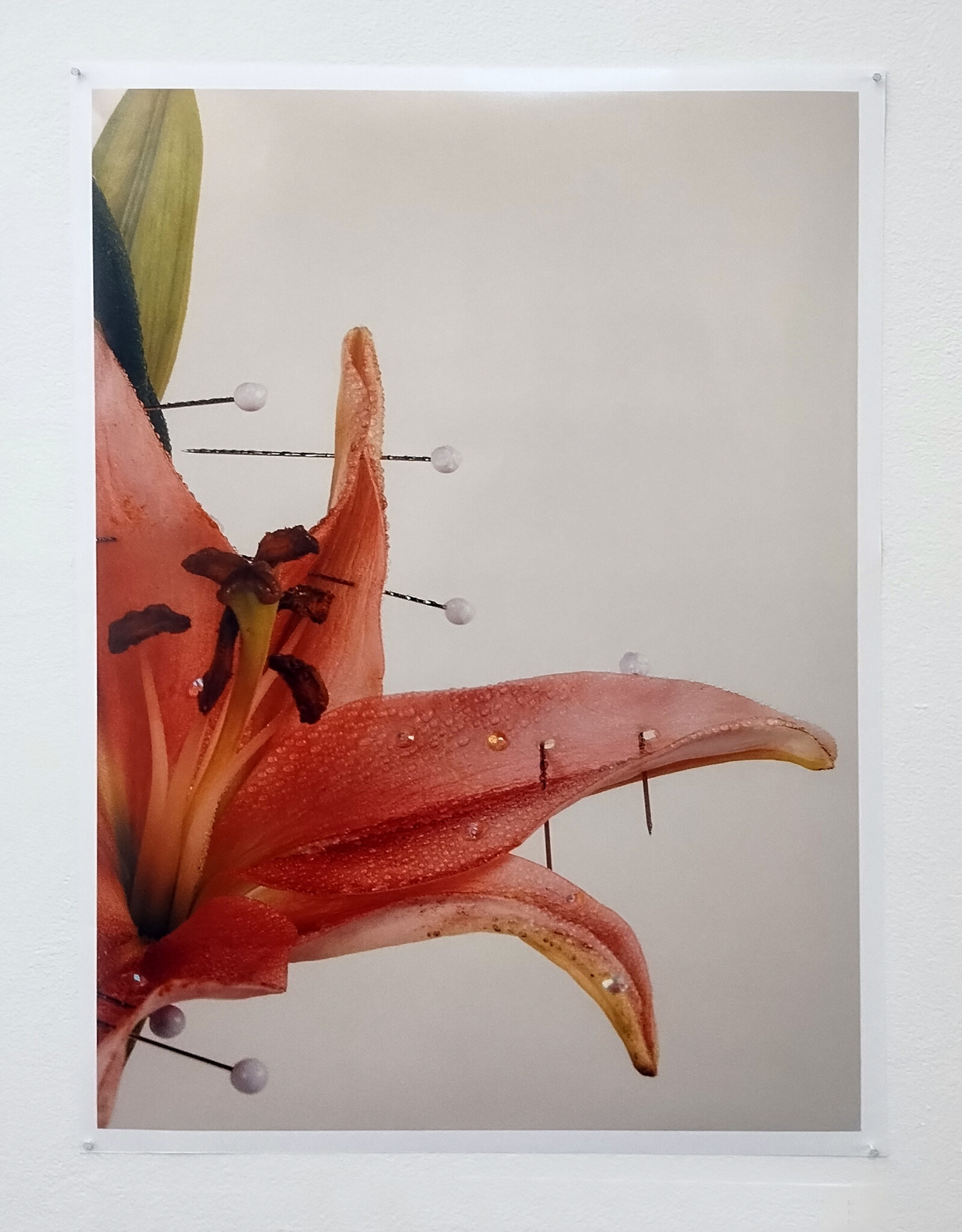 Yearning in Bloom by Mary Jordan