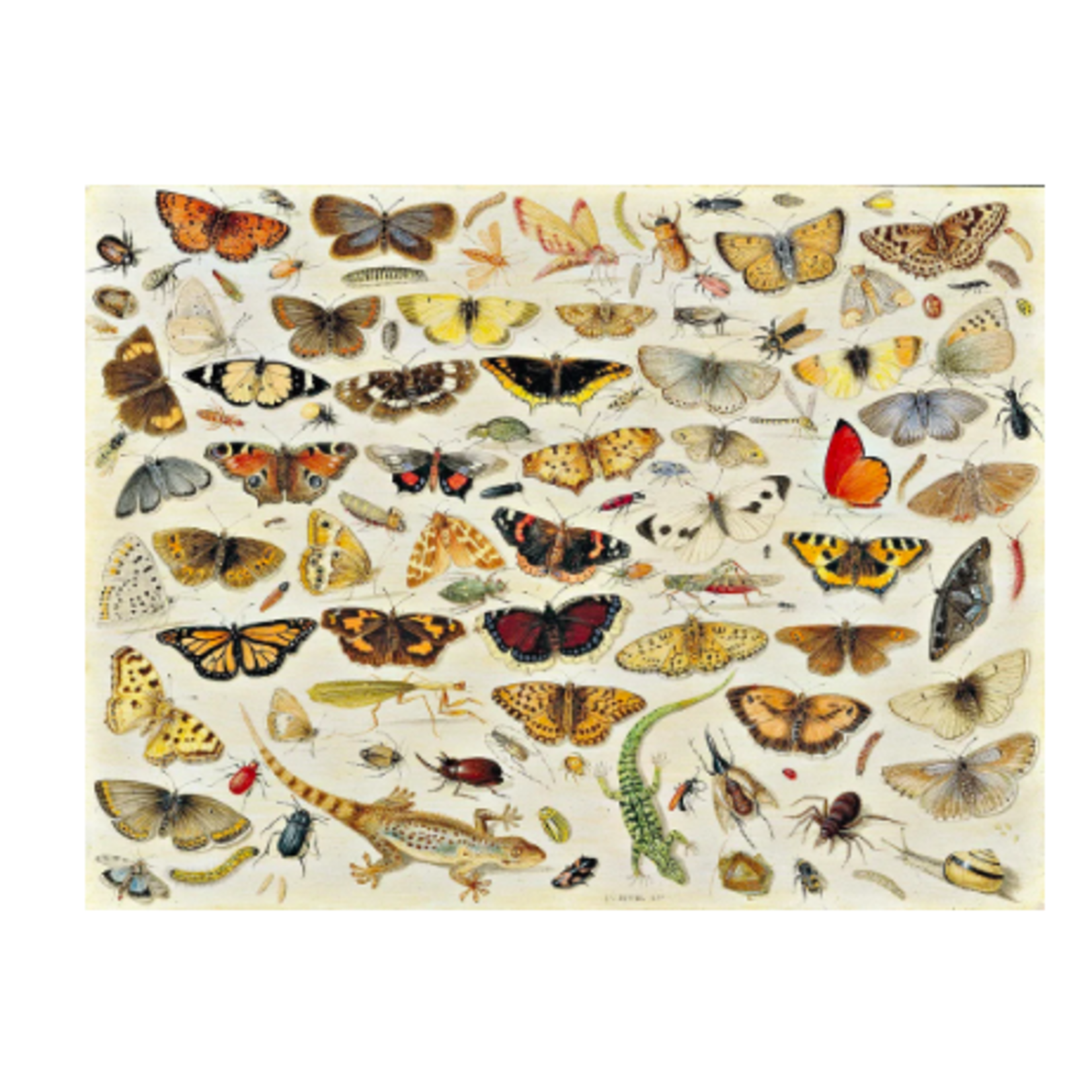 Butterflies by Jan van Kessel, 161-Piece Wooden Jigsaw Puzzle - Labyrinth  Games & Puzzles