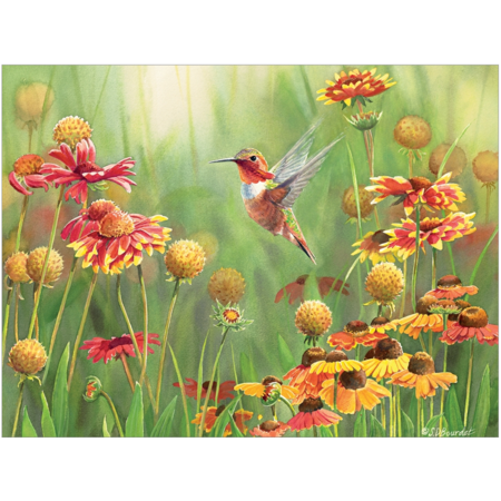Rufous Hummingbird Puzzle 500pc