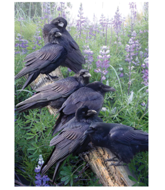 Raven Rendezvous Puzzle 1000pc