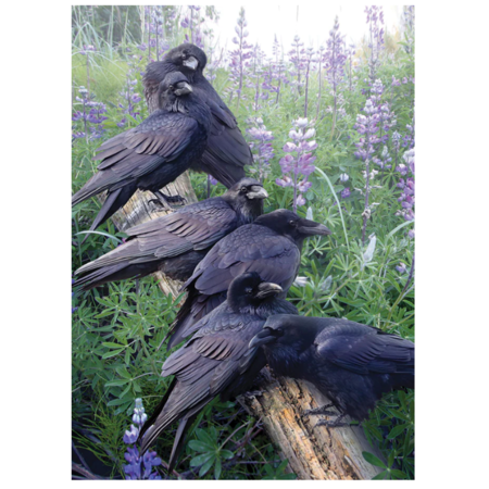 Raven Rendezvous Puzzle 1000pc