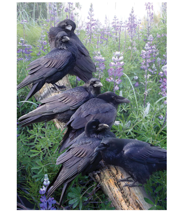 Raven Rendezvous Puzzle 1000pc