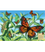 Life Cycle of a Monarch Butterfly  Floor Puzzle 48pc