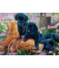 Black Lab Puppies Tray 35pc Puzzle