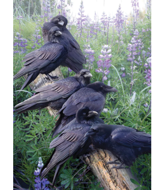 Raven Rendezvous Puzzle 1000pc (LB)