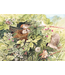 Hidden Nest Puzzle 1000pc