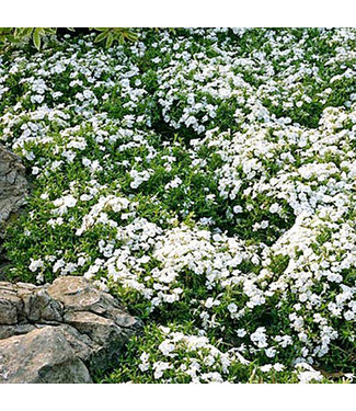 Livingstone White Delight Moss Phlox