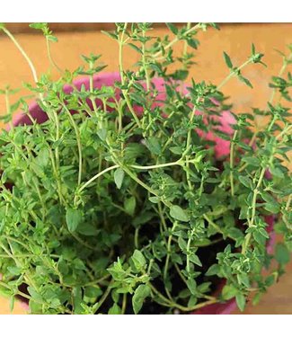 Mckenzie Mckenzie Herb Thyme Seed Packet